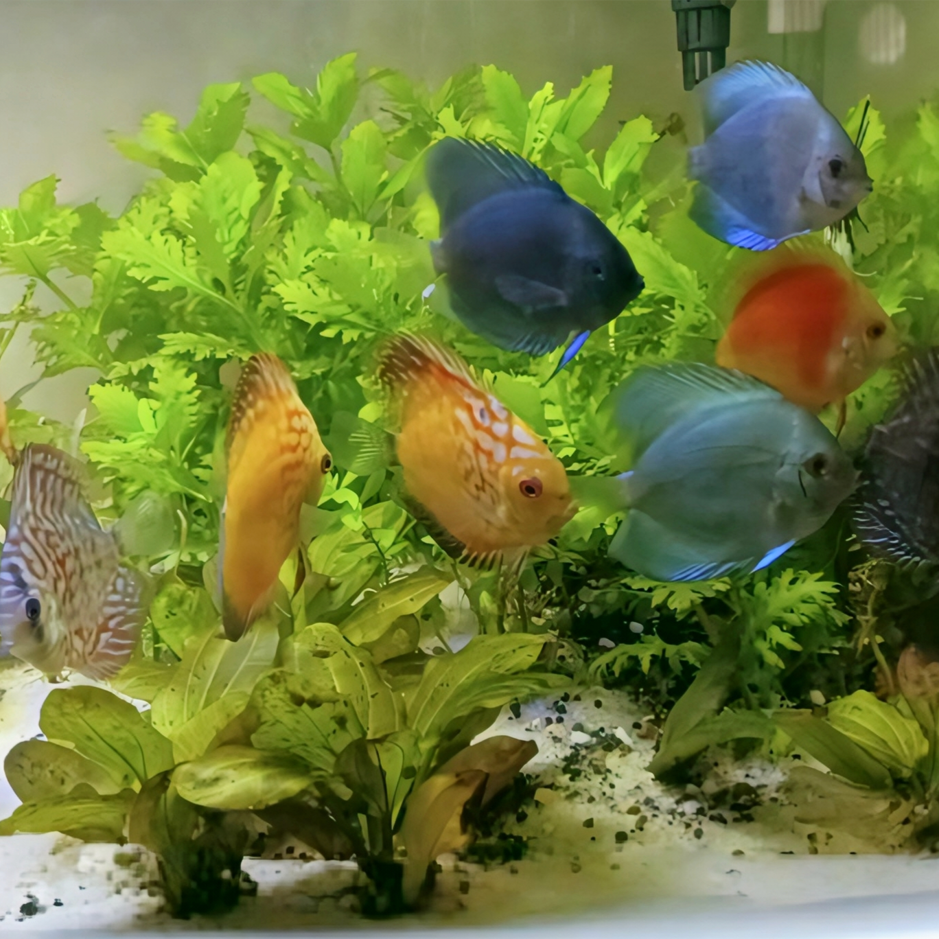 Tips for a Clean & Thriving Planted Aquarium