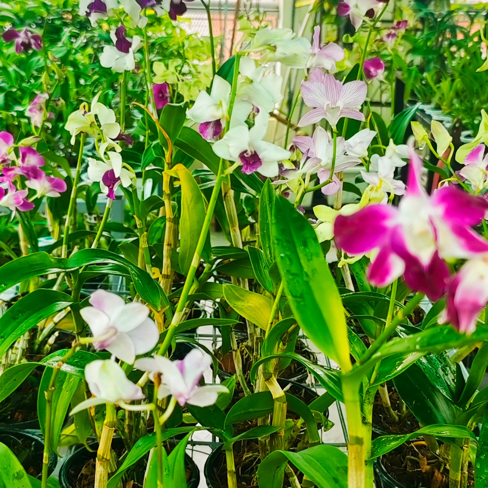           Basic Orchid Care Tips:
