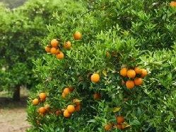 Fruit plant