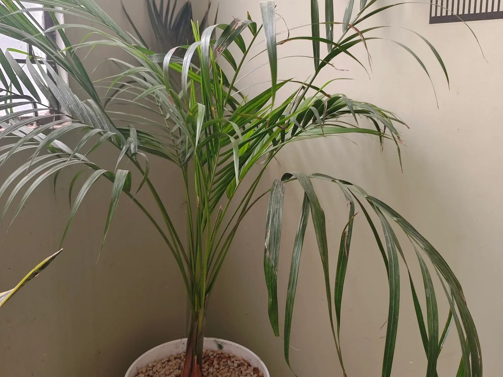 Indoor and Air Purifying hover