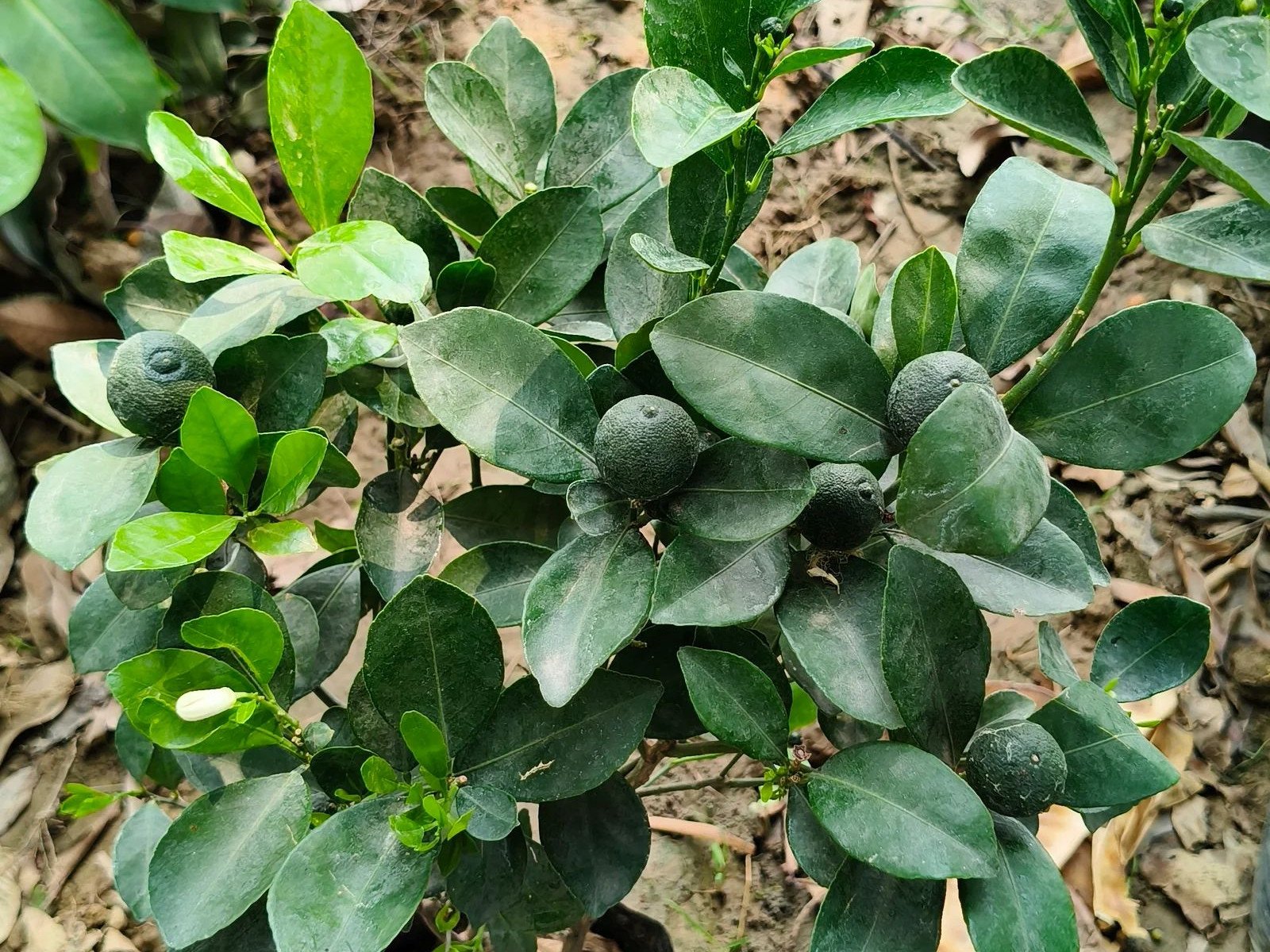 Fruit plant hover