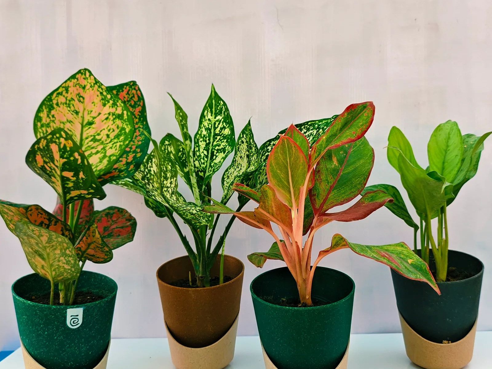 Indoor and Air Purifying