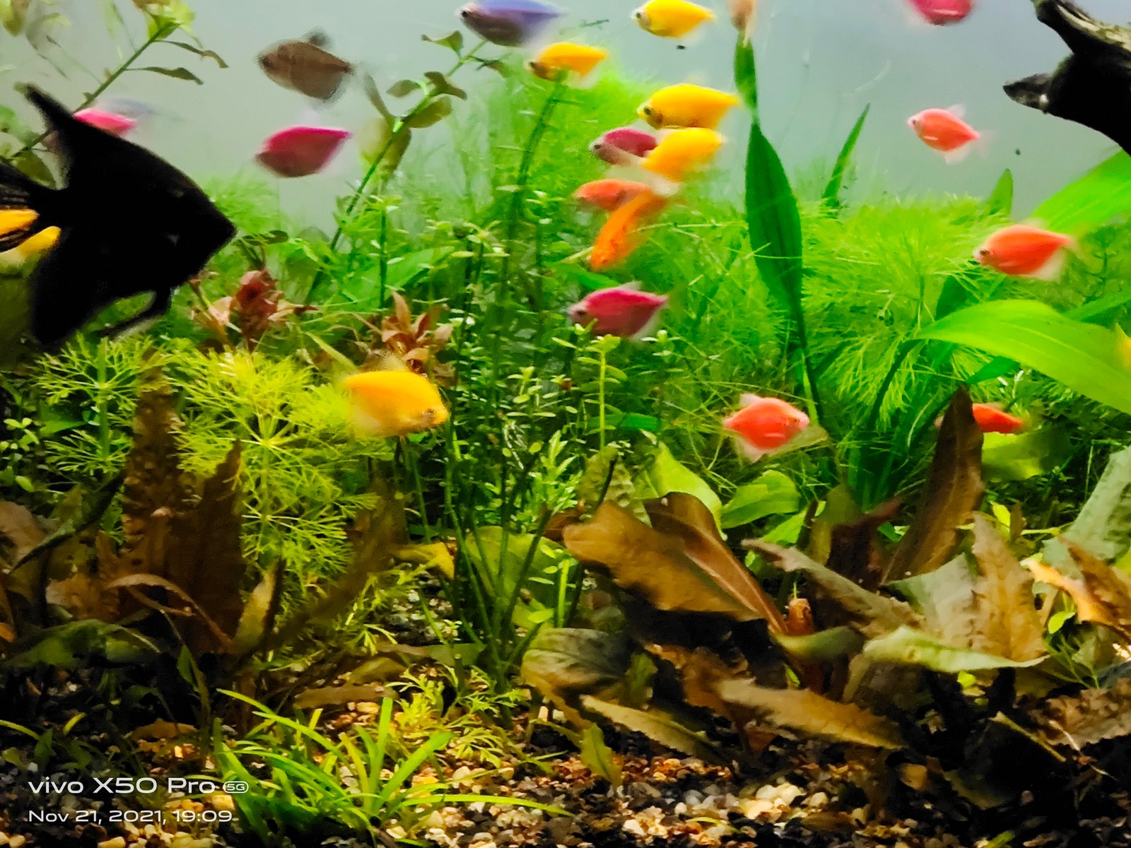 Live Planted Aquarium Services