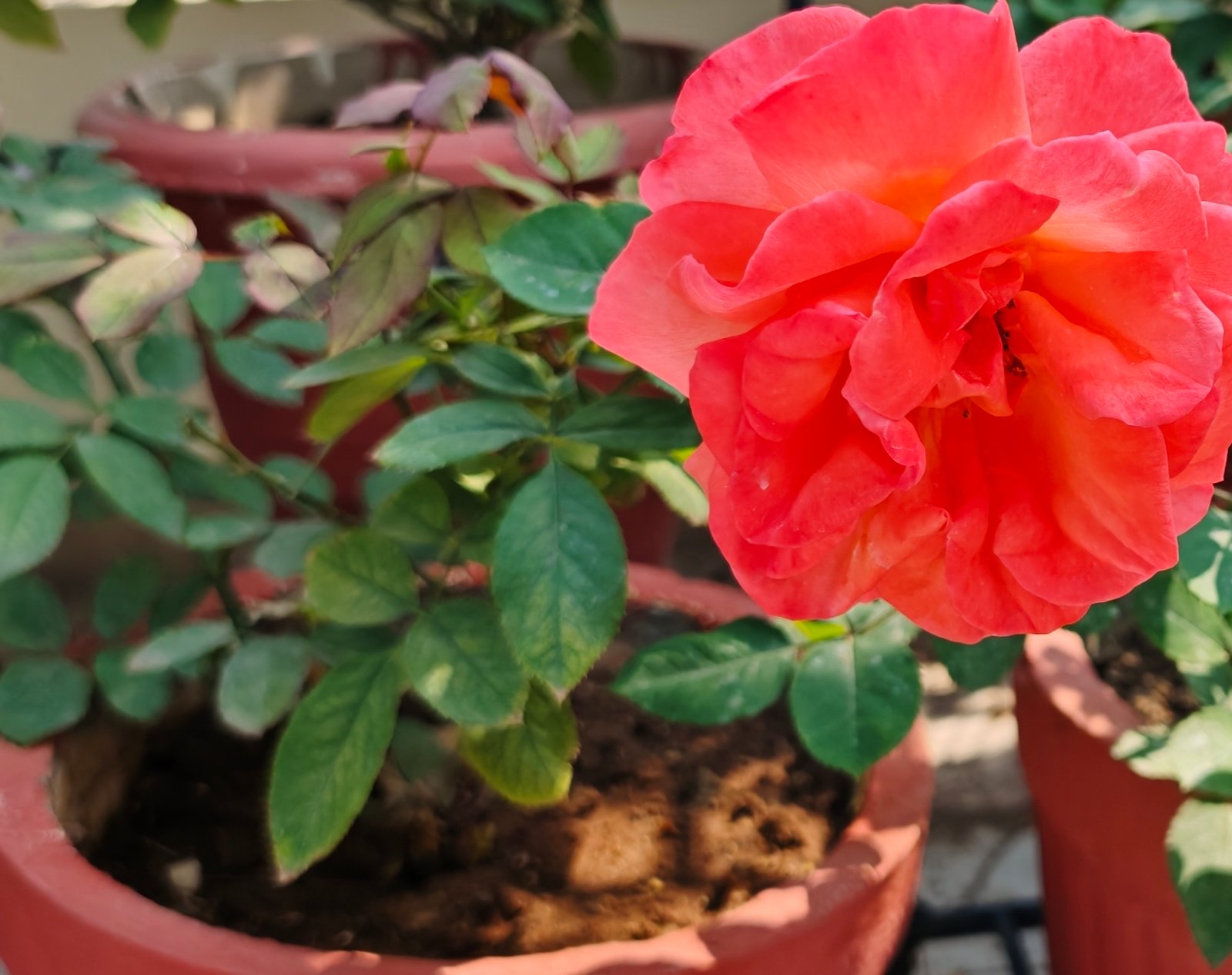 Flowering And Fragrant