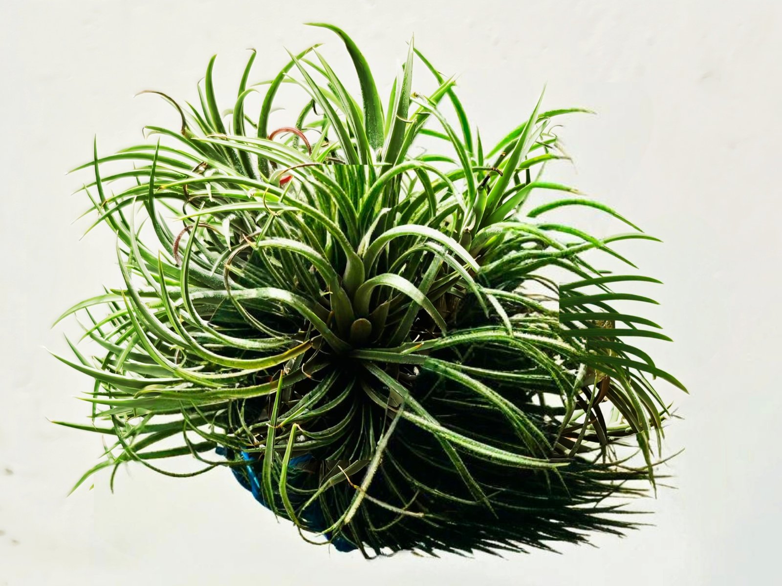 Air Plants hover