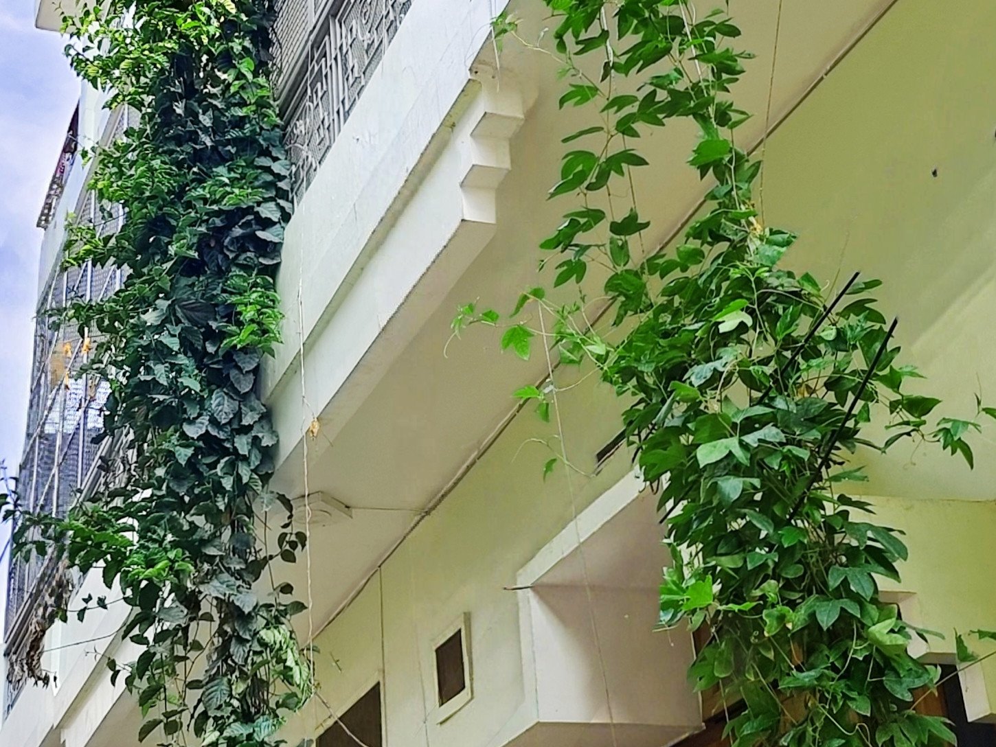 Climber And Creepers