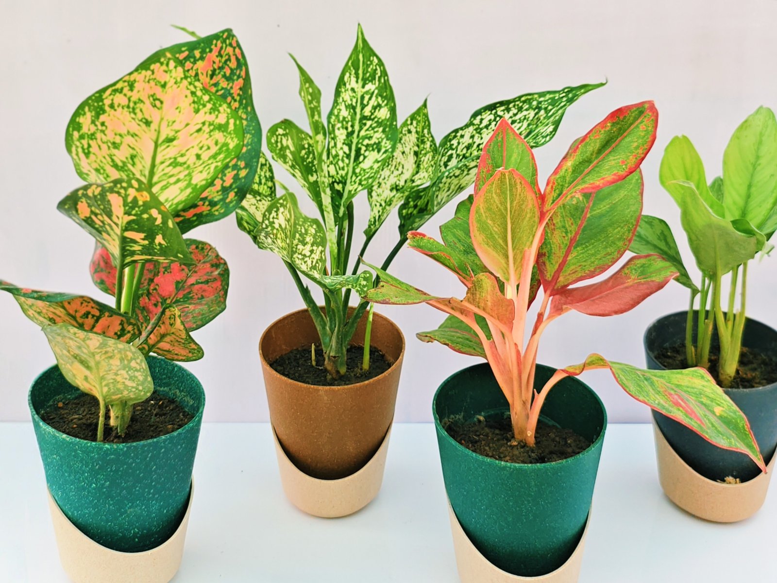 Combo Pack Plant