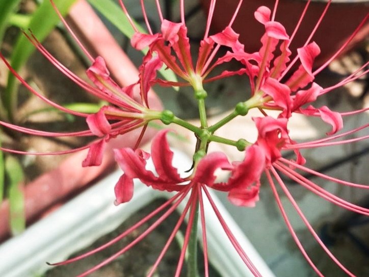 Ornamental Plant