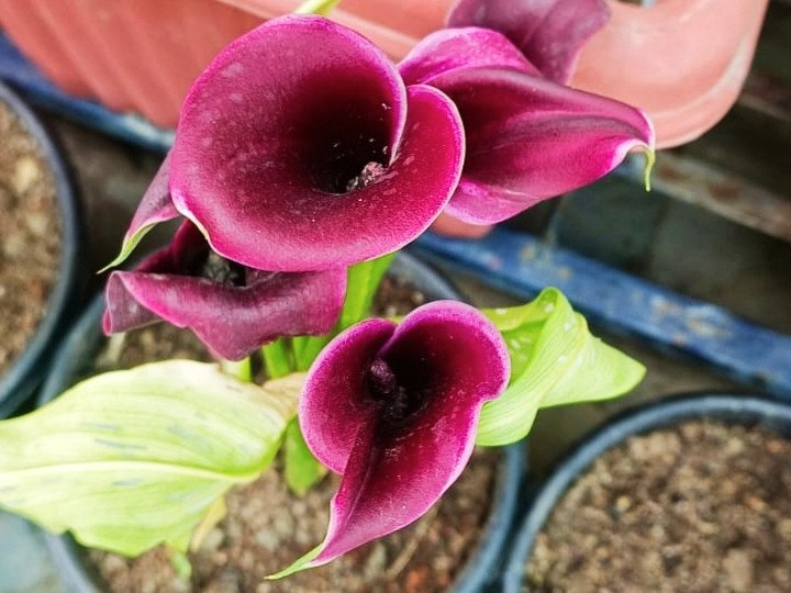 Ornamental Plant hover