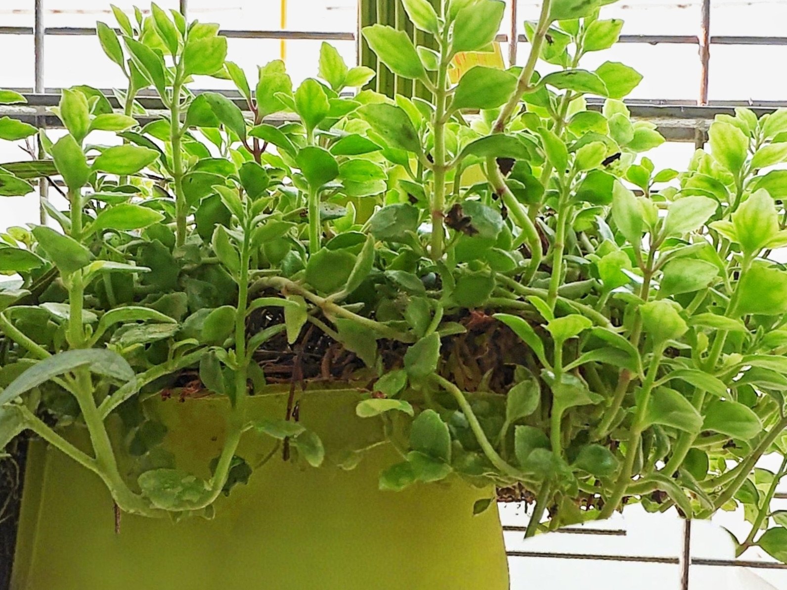 Hanging Plant