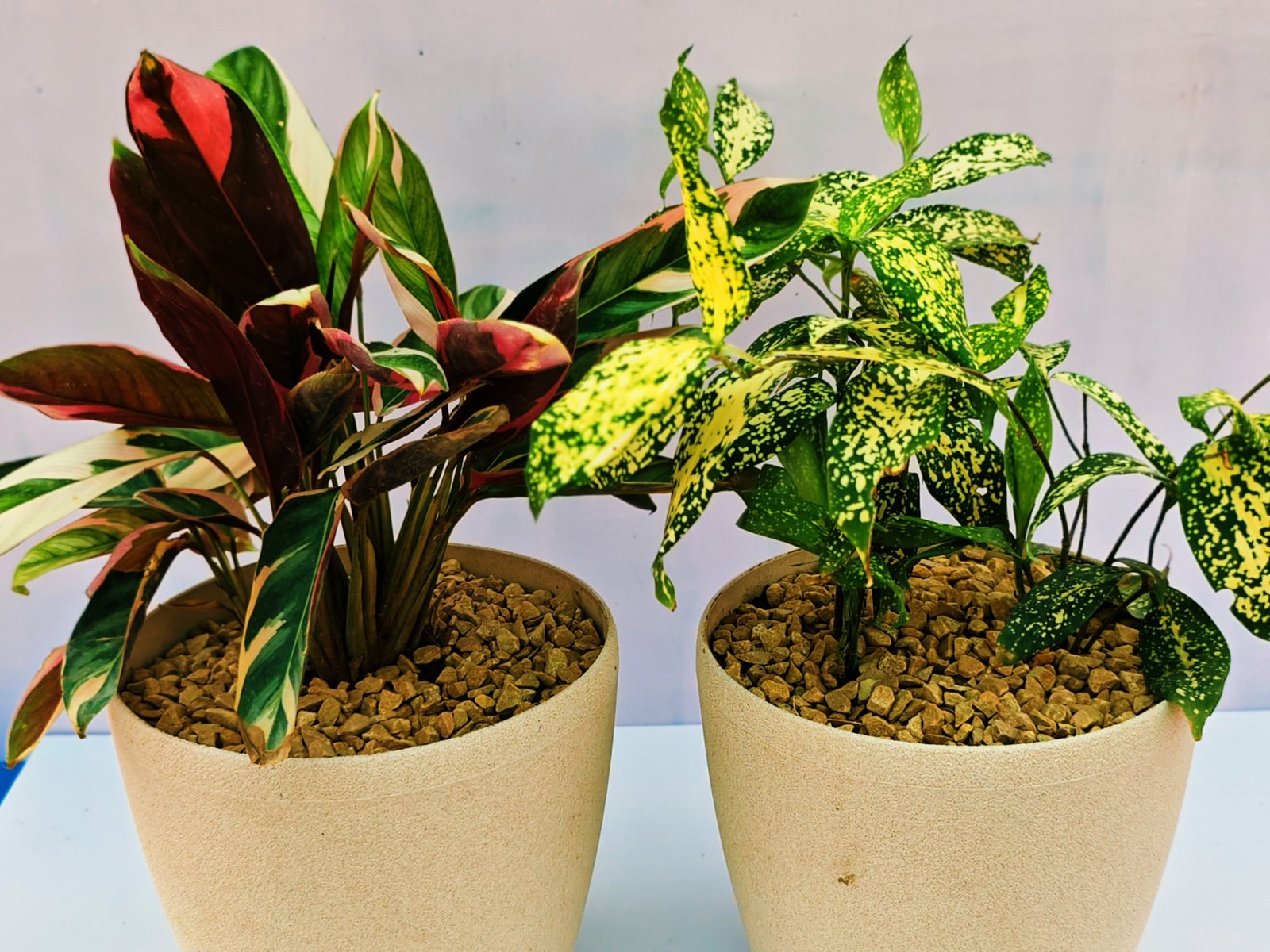 Combo Pack Plant hover