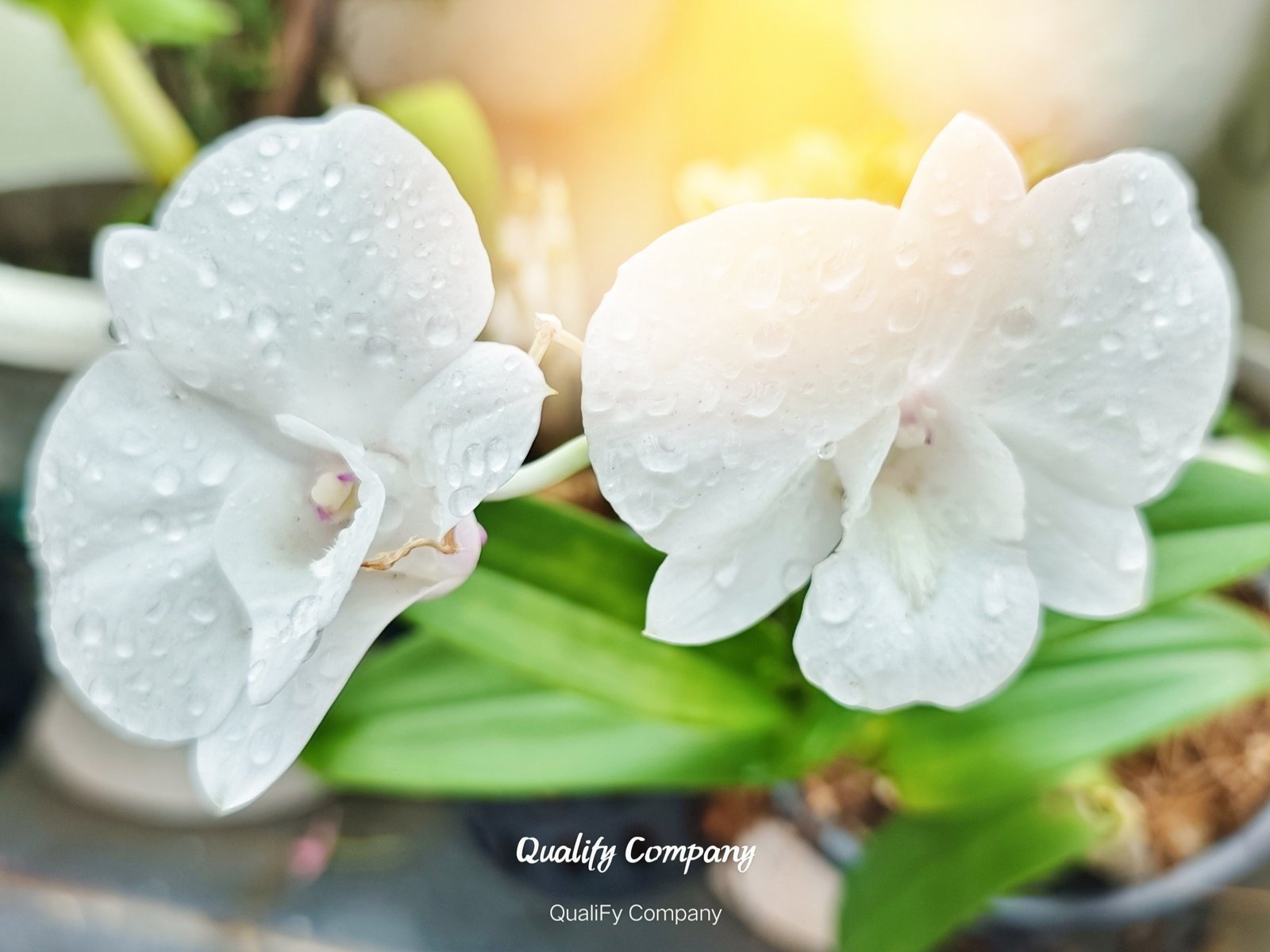(Dendrobium) Orchids Plants