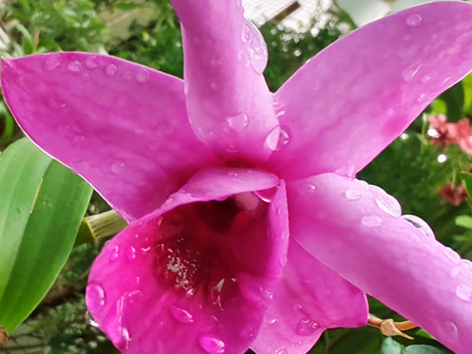 (Dendrobium) Orchids Plants hover