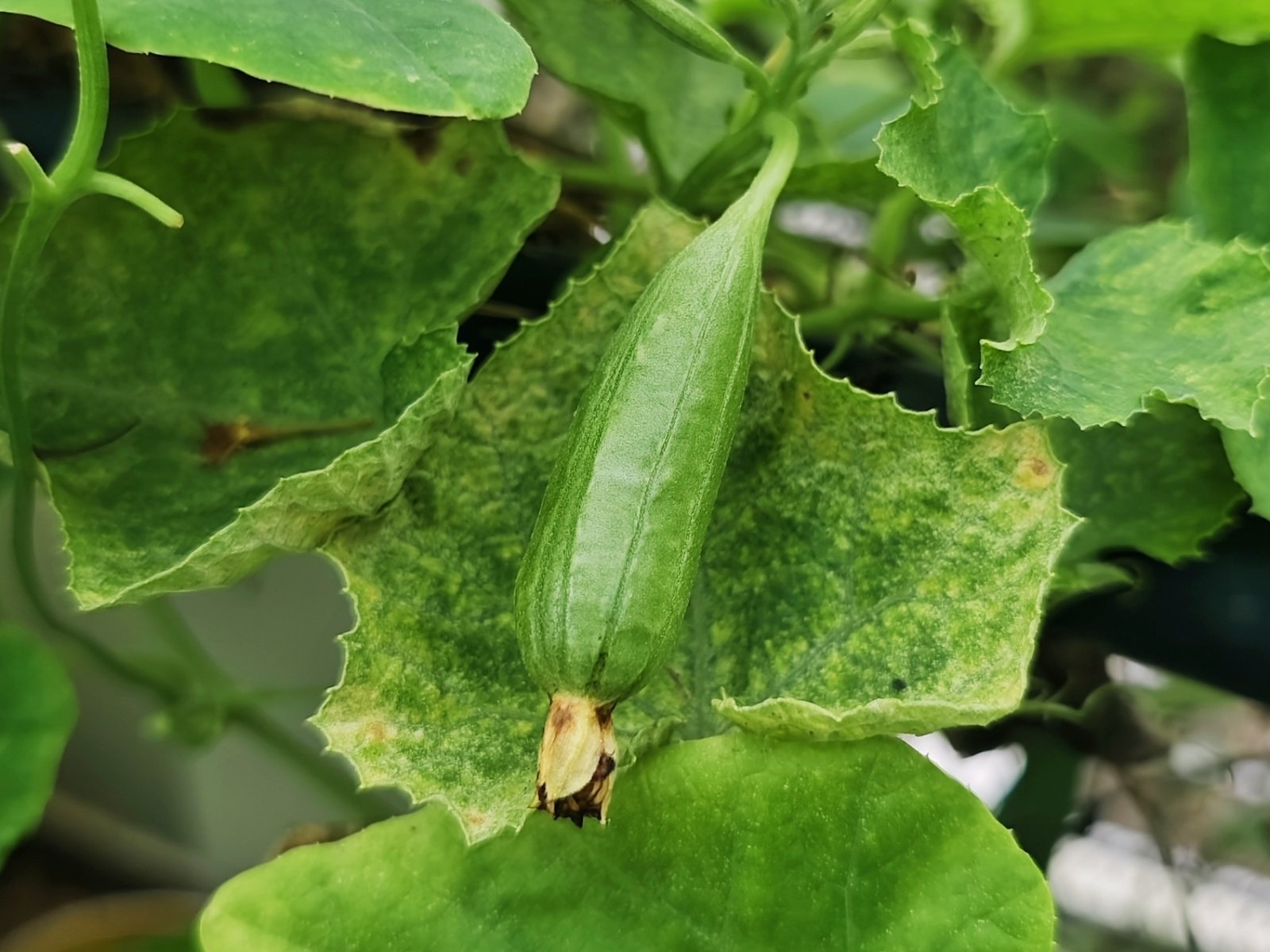 Vegetables Plant hover