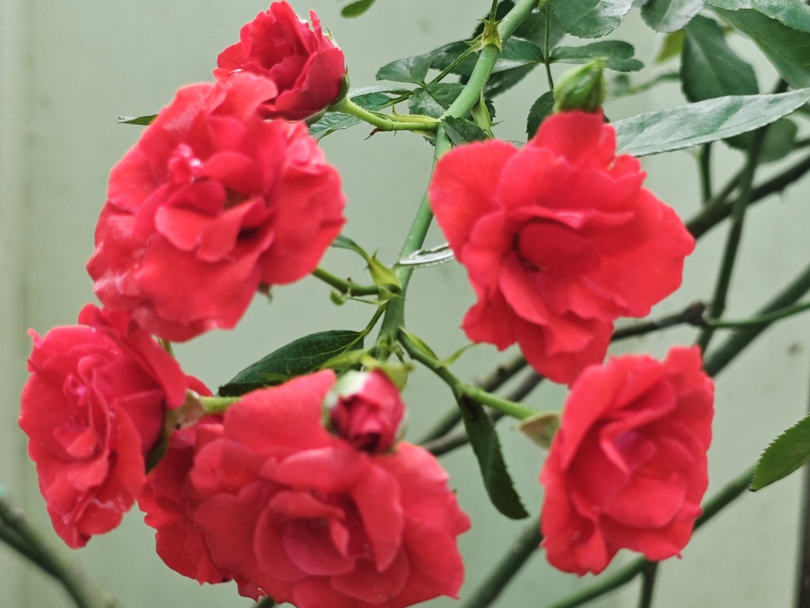 Flowering And Fragrant hover