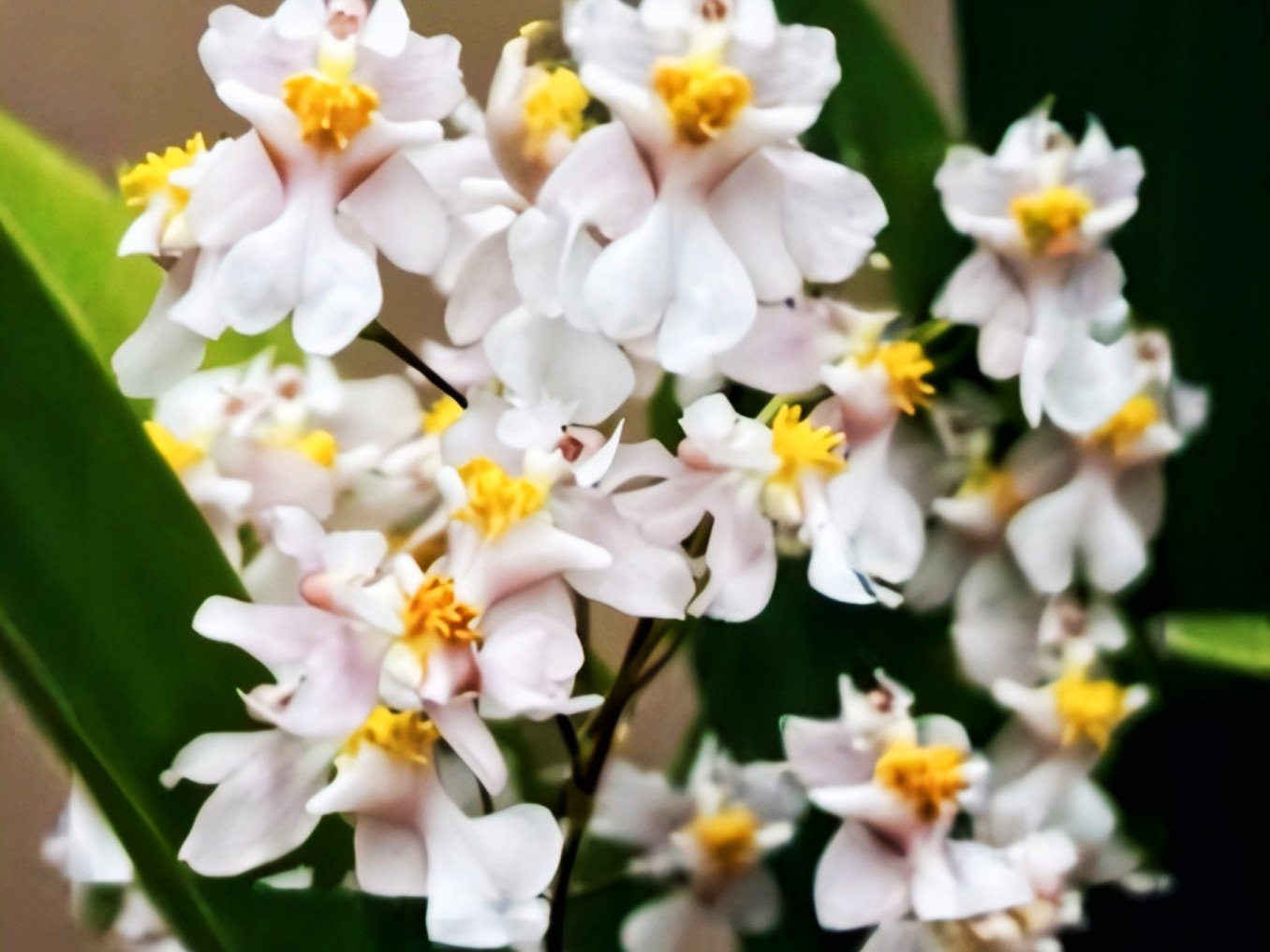 (Oncidium) Orchids Plants hover