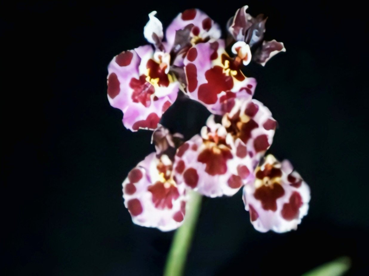 (Tolumnia) Ochids Plants hover