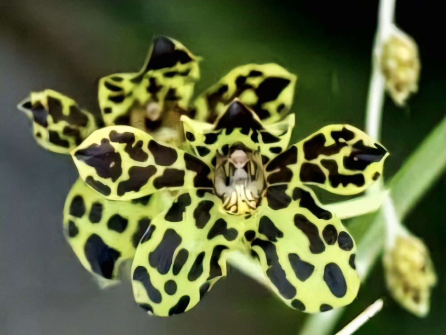 (Grammatophyllum) Orchids Plants
