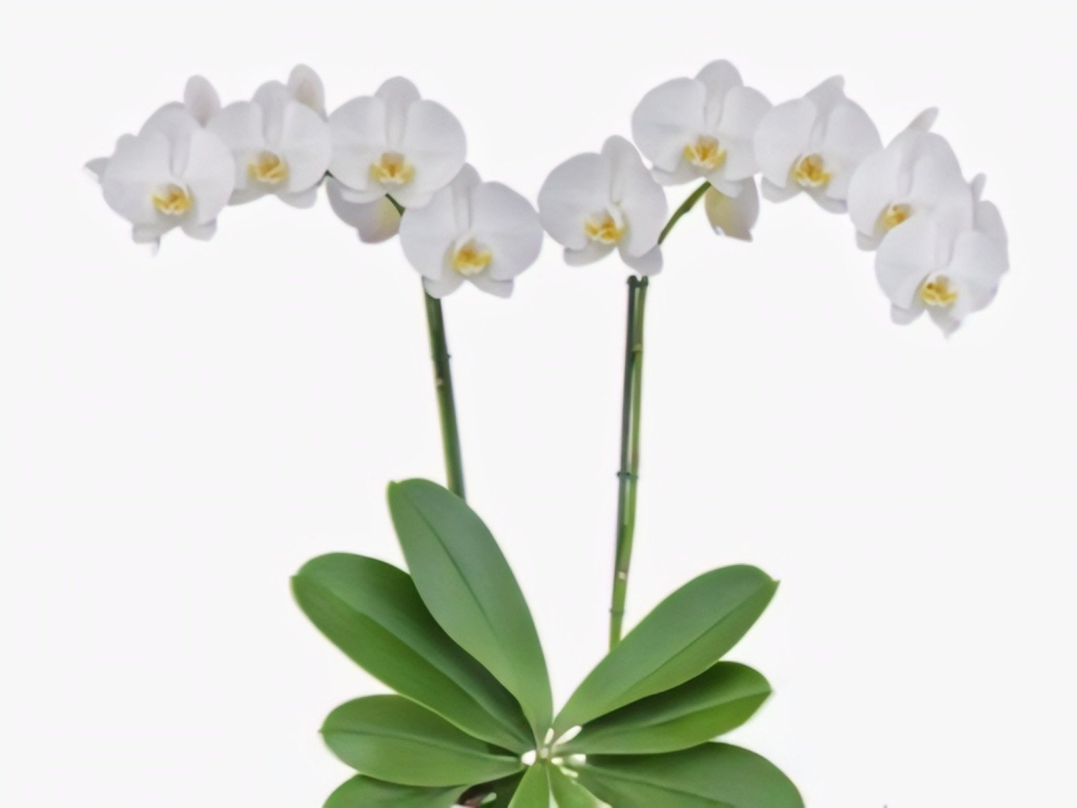(Phalaenopsis) Orchids Plants hover