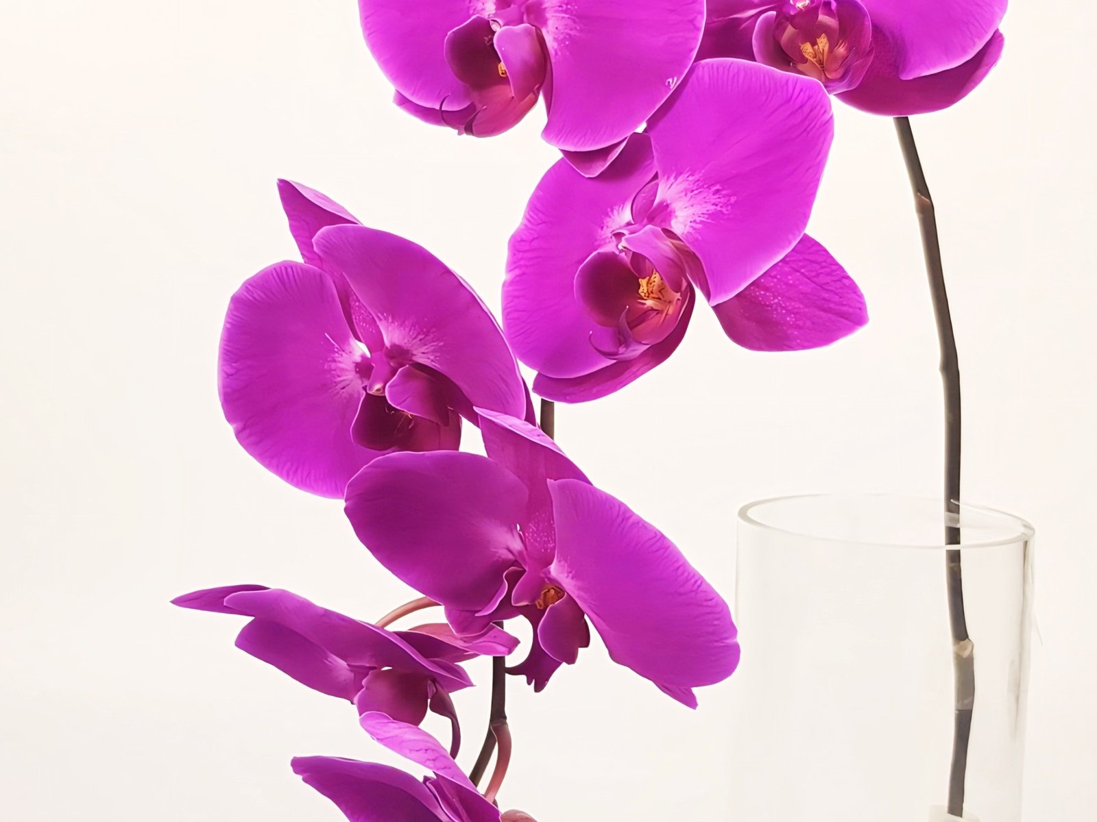 (Phalaenopsis) Orchids Plants