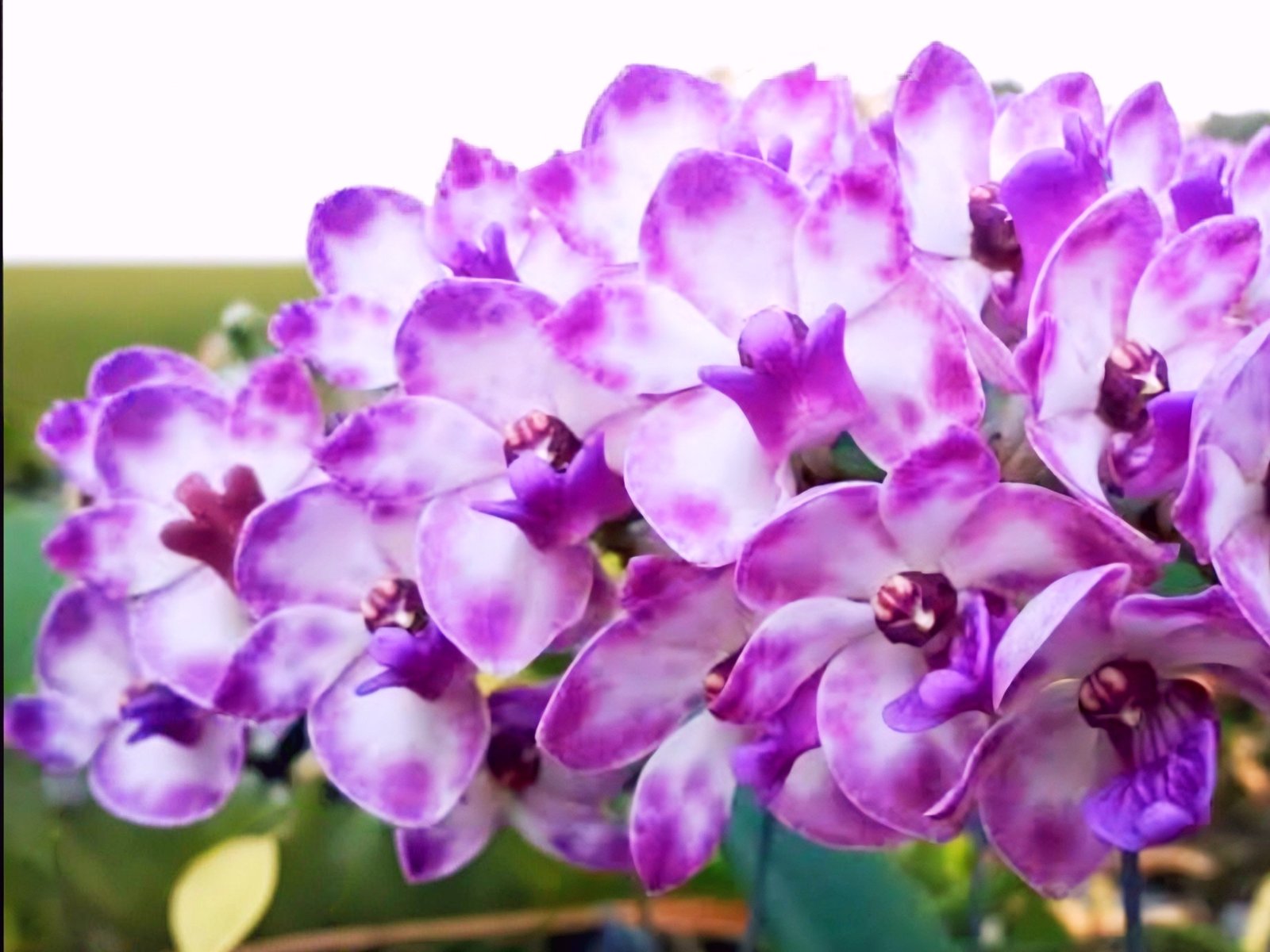 (Foxtail/ Rhynchostylis) Orchids Plants