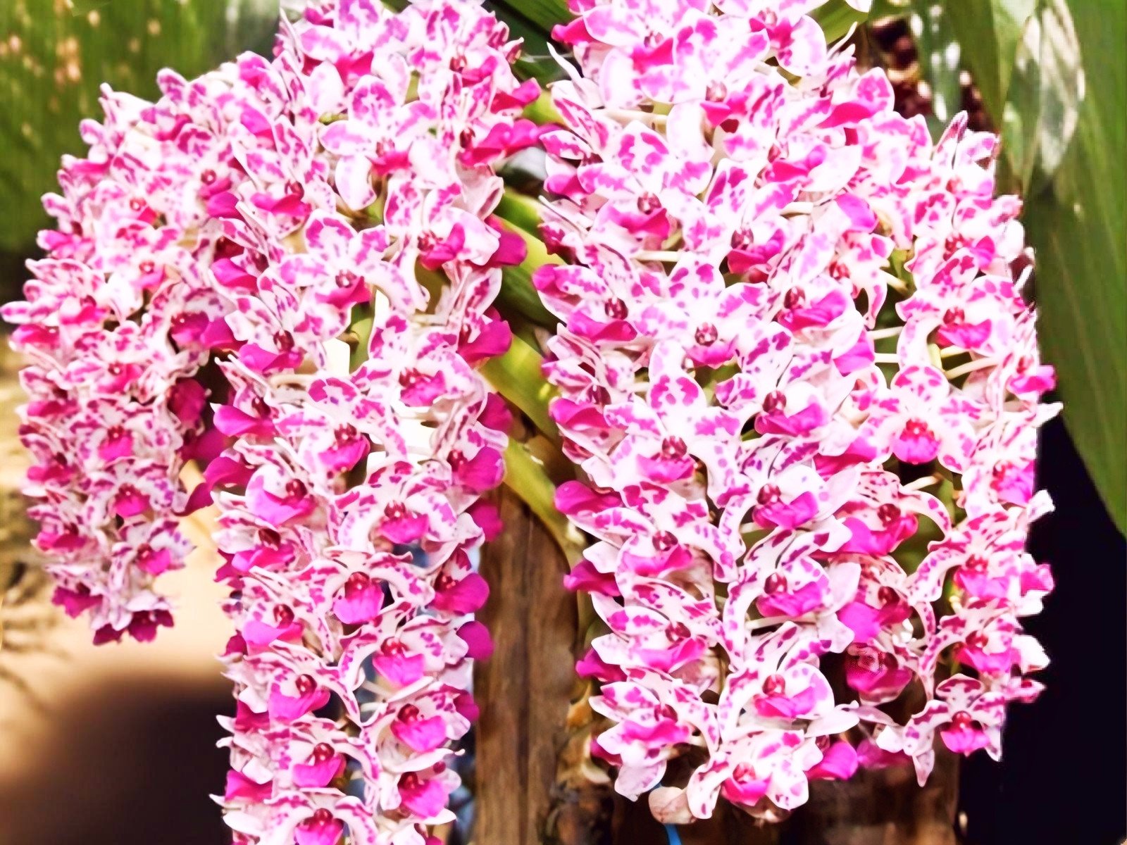 (Foxtail/ Rhynchostylis) Orchids Plants hover