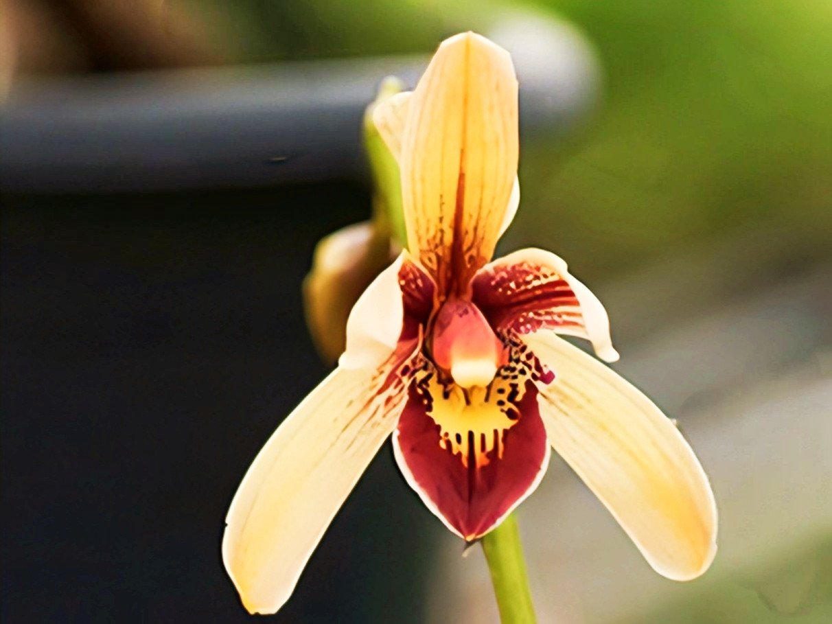 (Cymbidium HTC) Orchids Plants