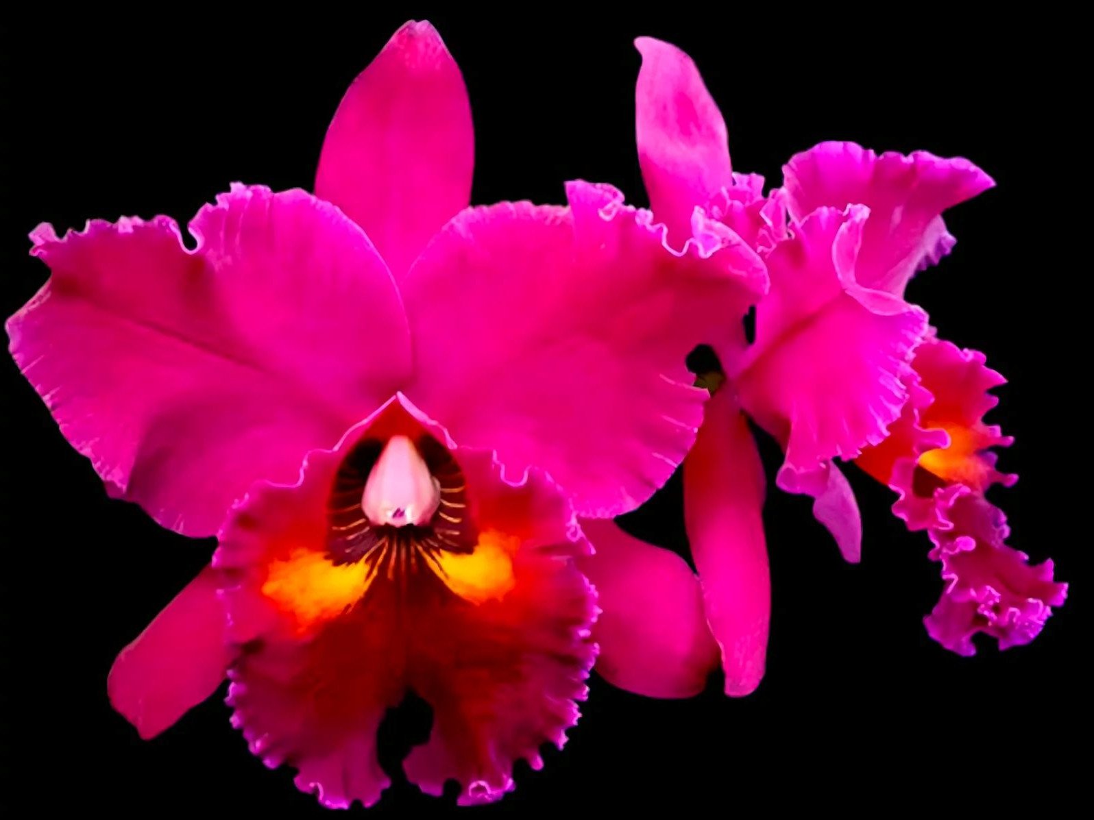 (Cattleya) Orchids Plants