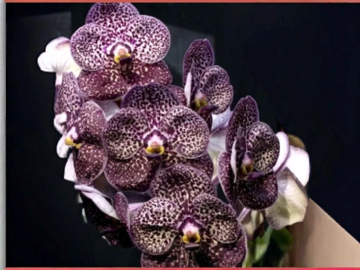 (Vanda) Orchids Plants