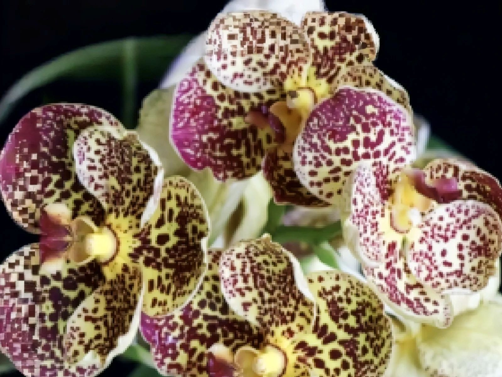 (Vanda) Orchids Plants hover