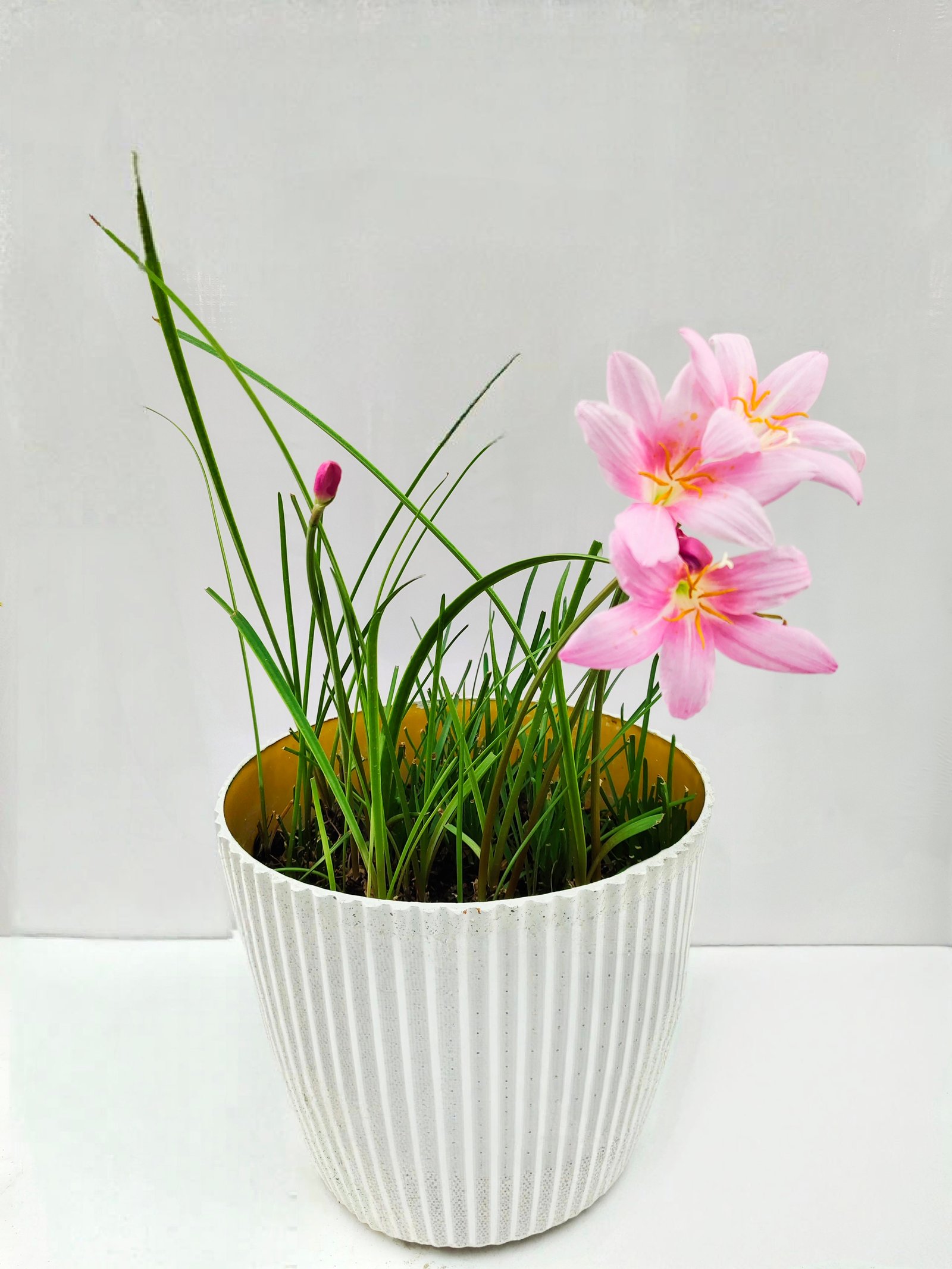 Rain Lily Pink