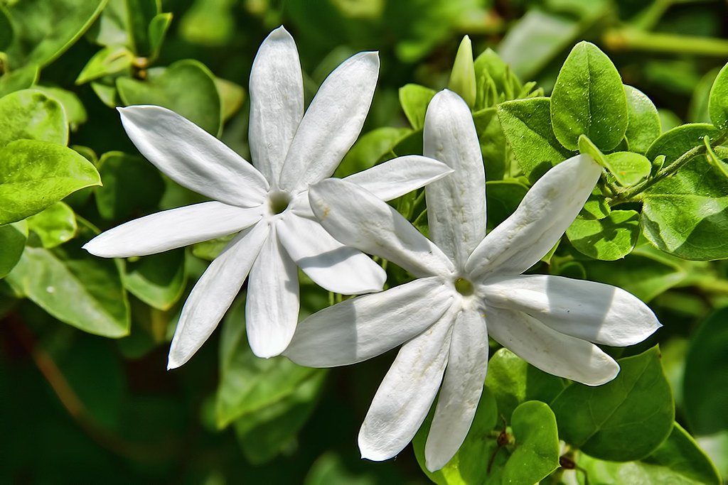 Star Jasmine