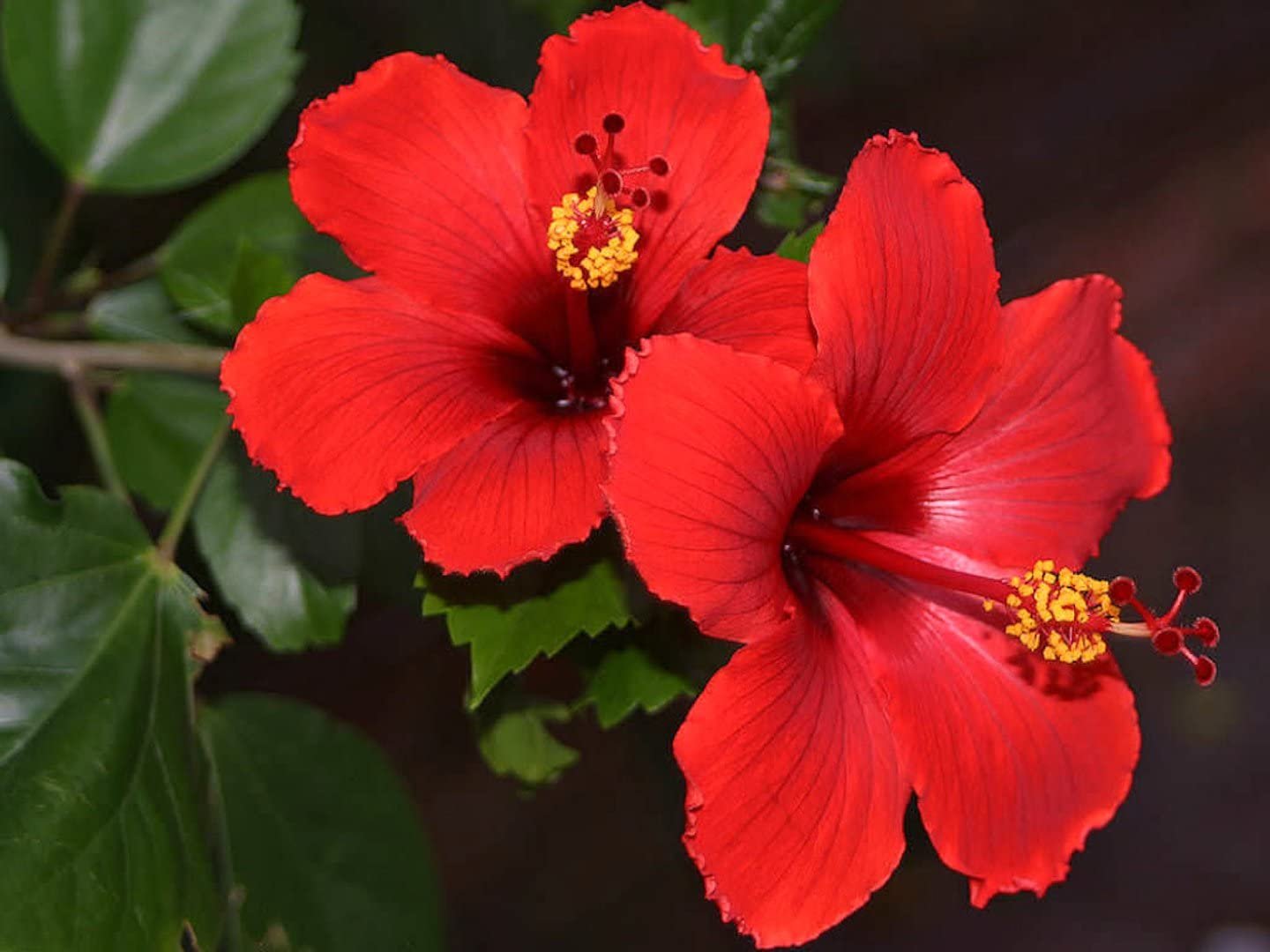 Hybrid Hibiscus (Gudhal)