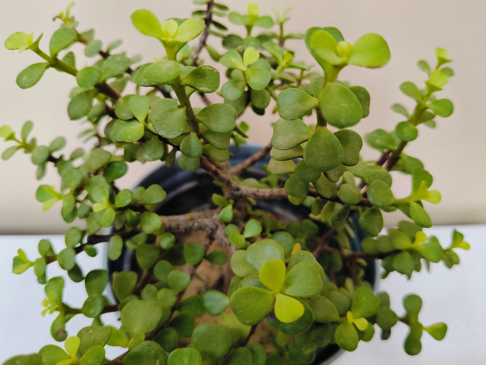 Jade PLANT 