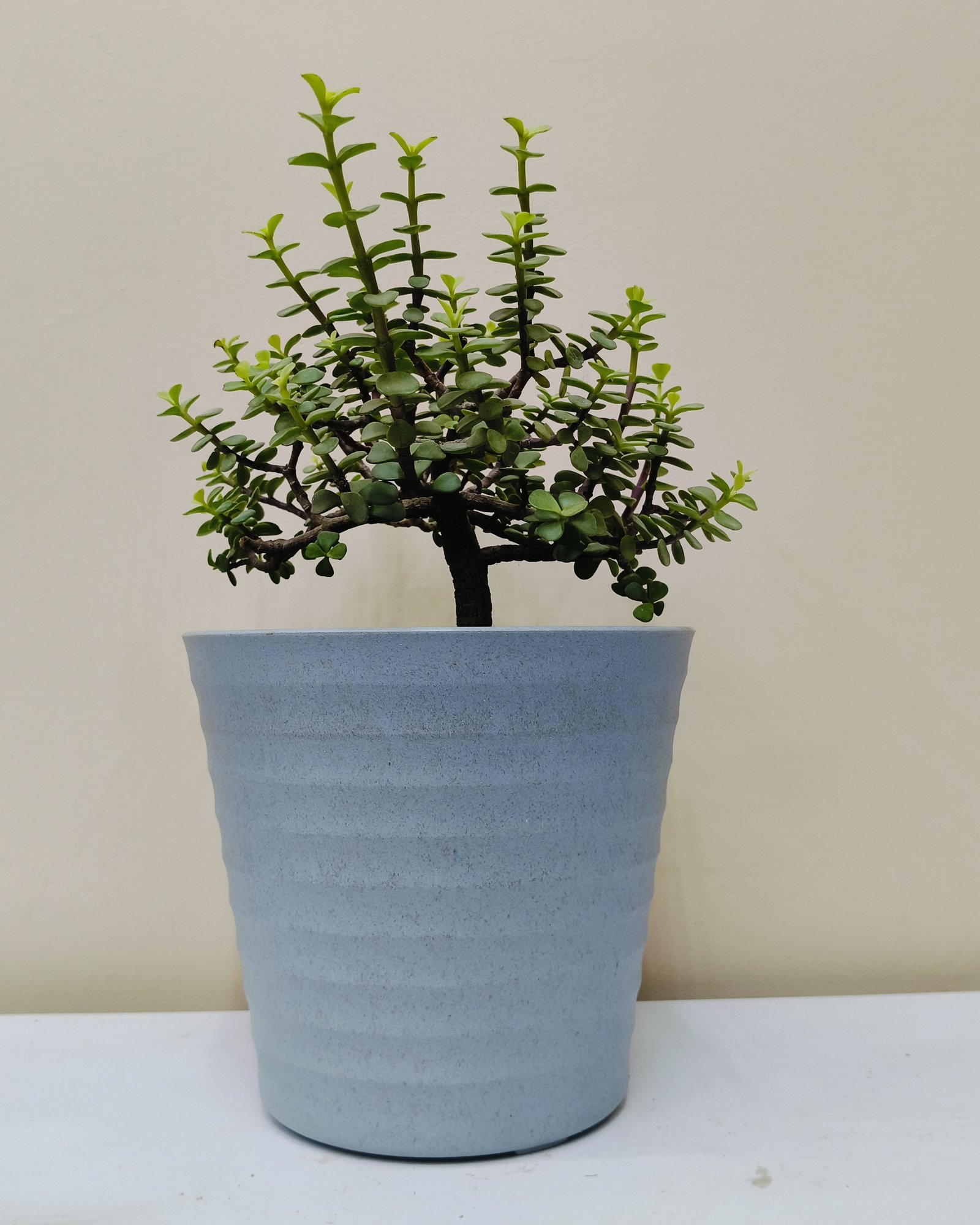 Jade PLANT 