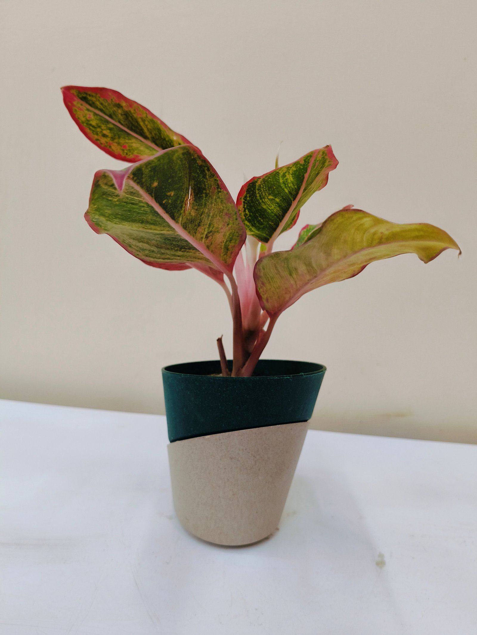 Aglaonema lipstick