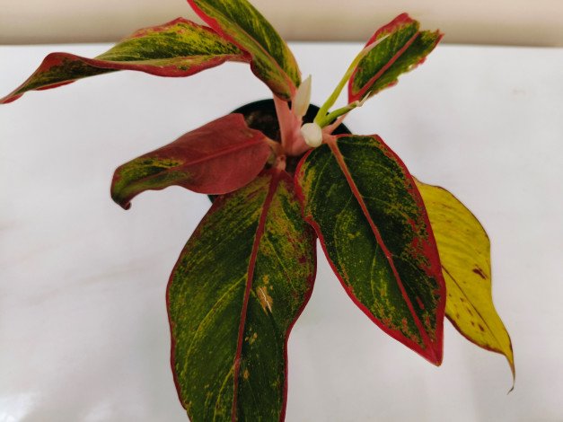 Aglaonema lipstick