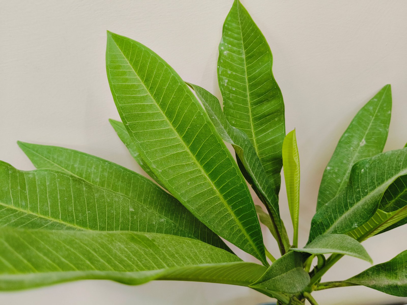 Champa White 