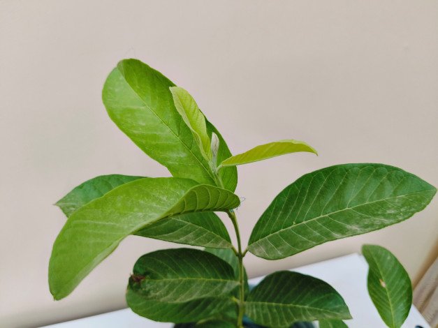 Thai Pink Guava