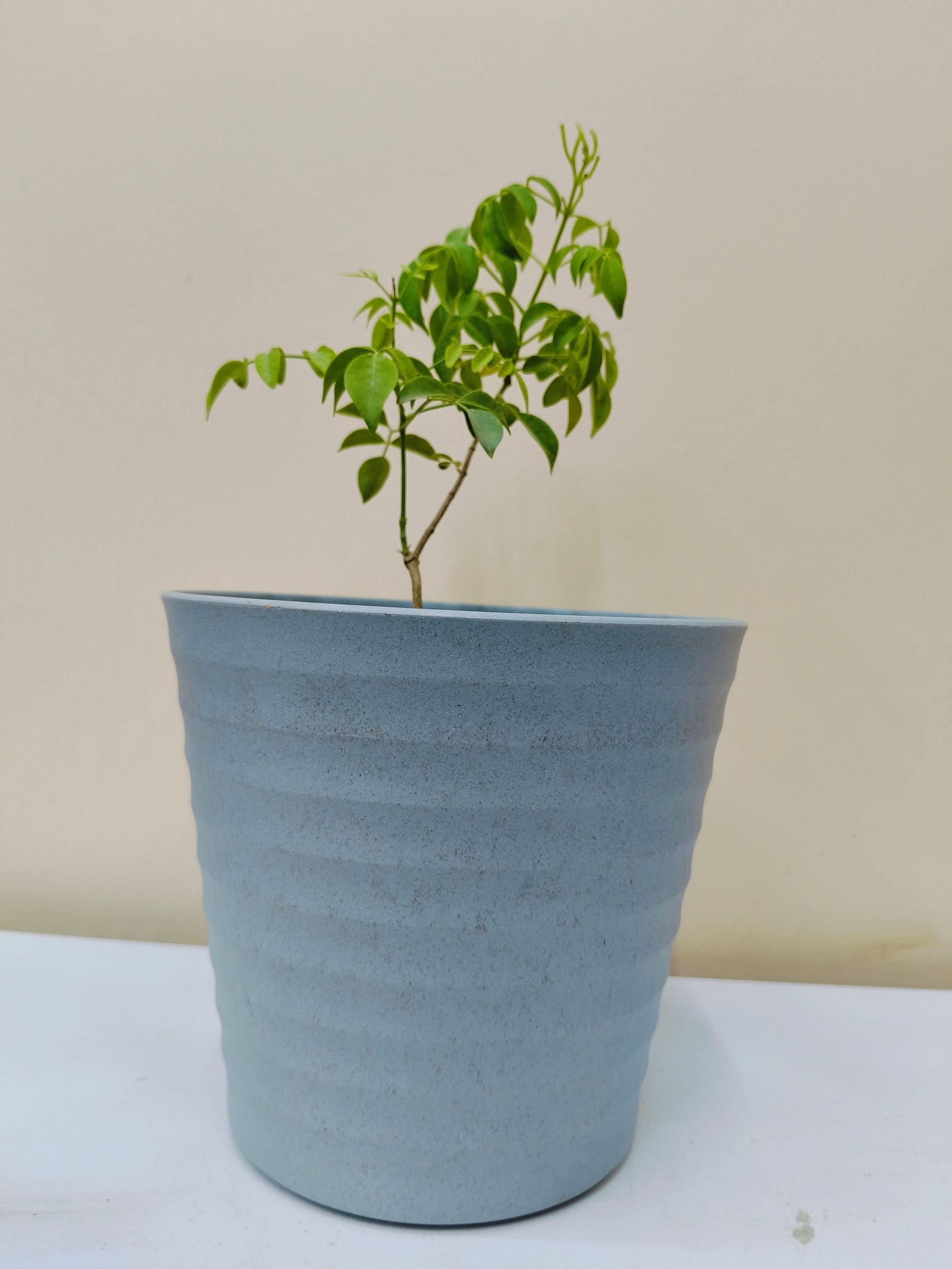 Tecoma White creeper