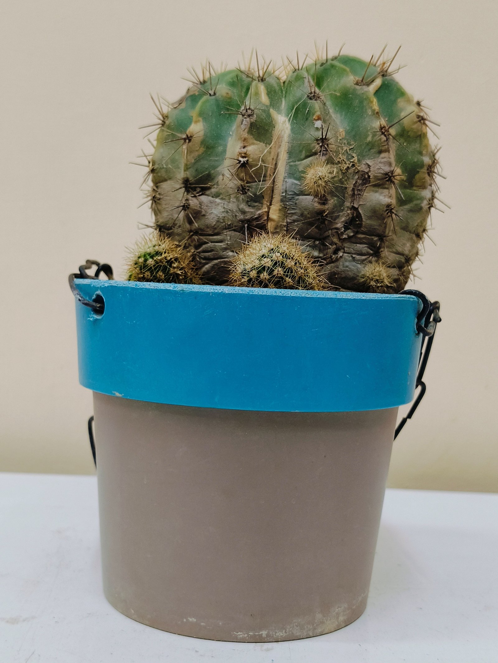 Cactuses