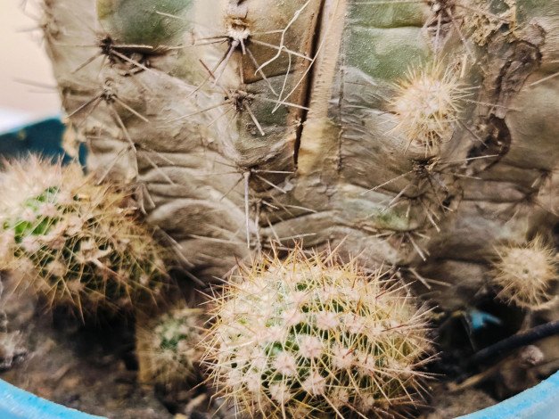 Cactuses