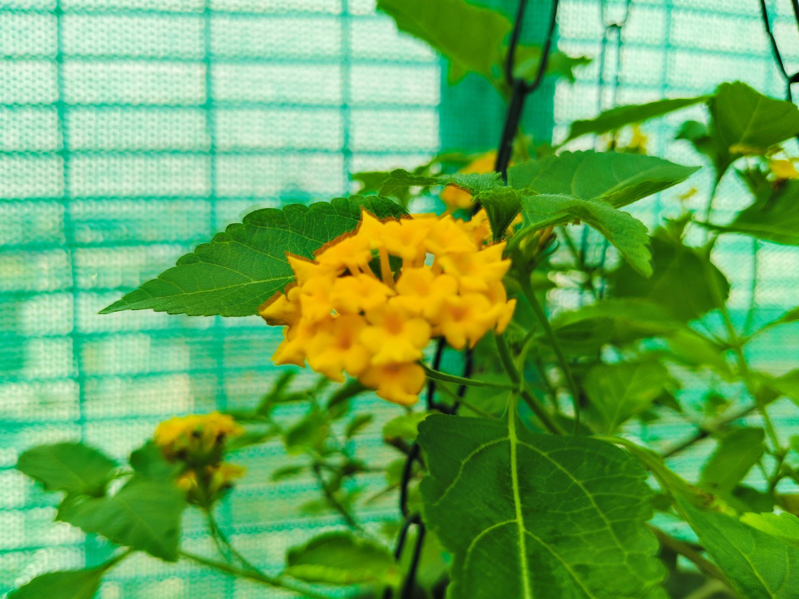 Lantana