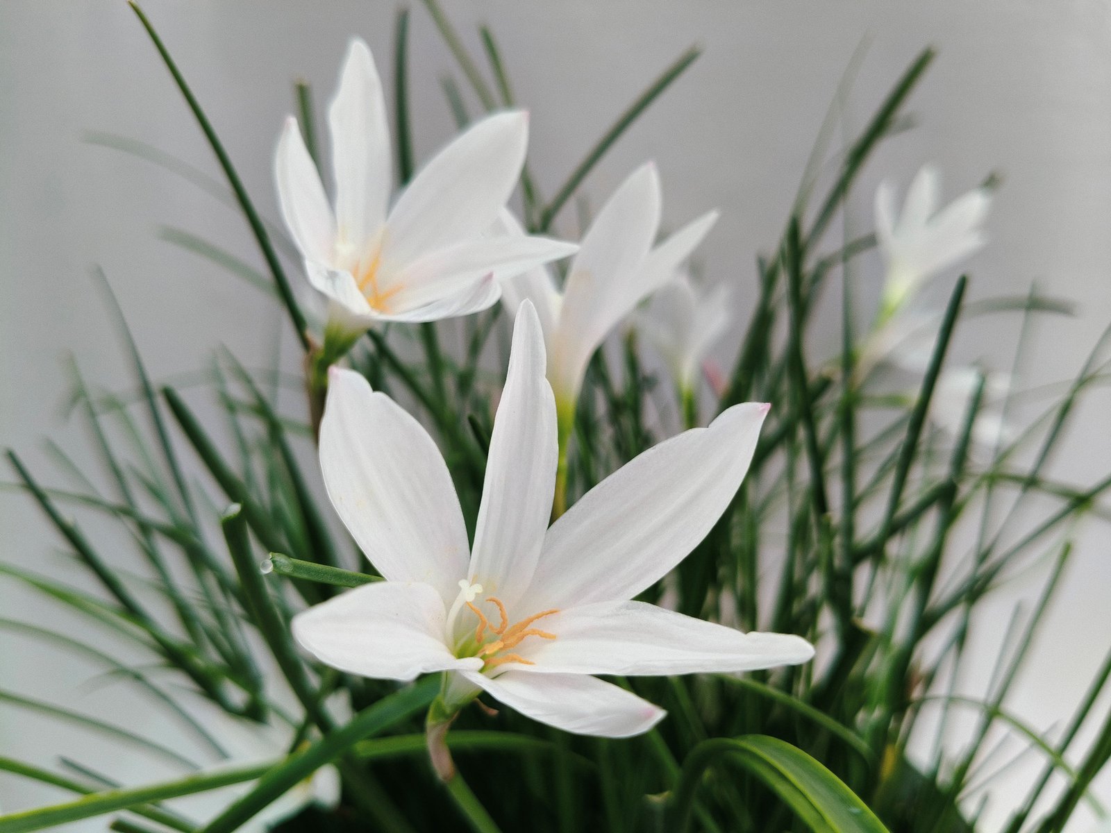 Rain Lily White