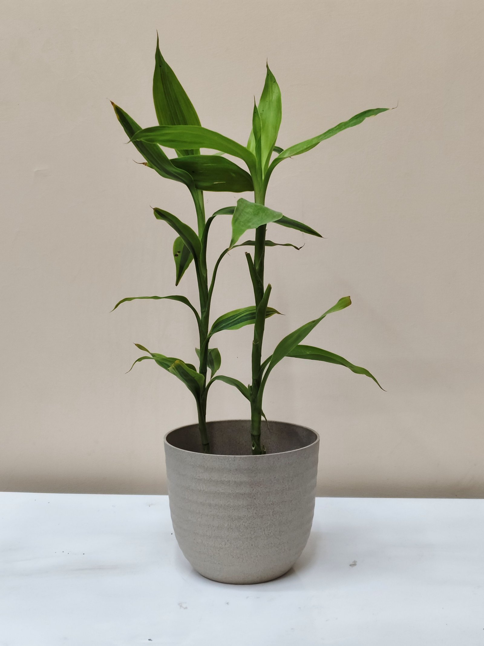 Good luck bamboo