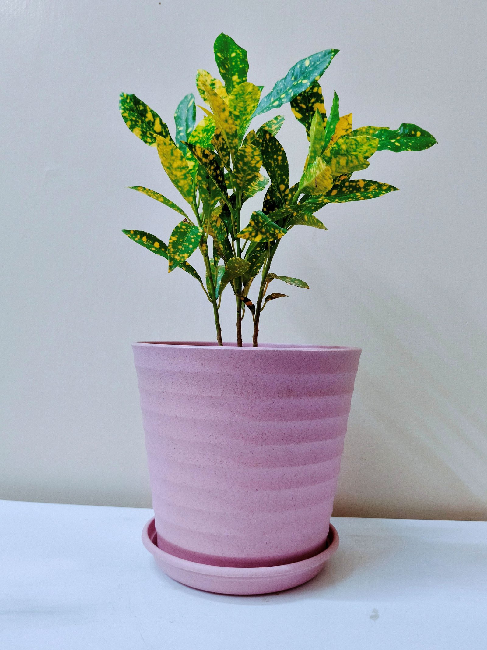 Croton chitra