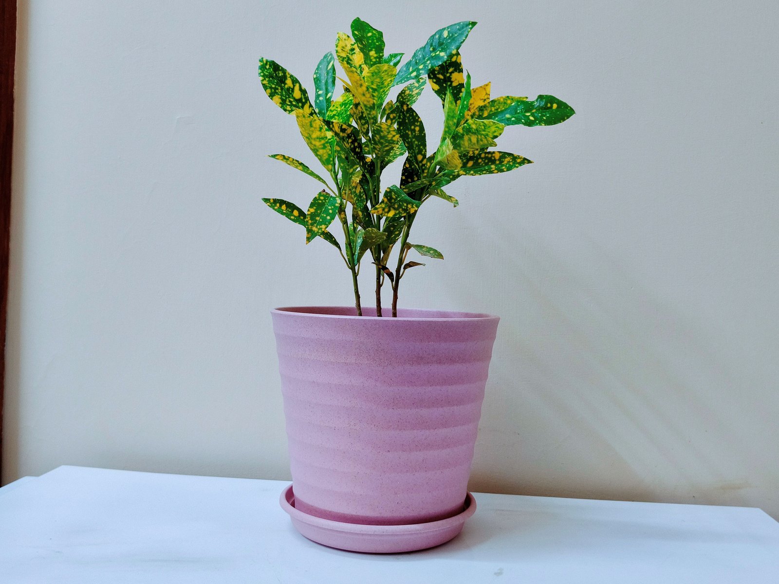 Croton chitra