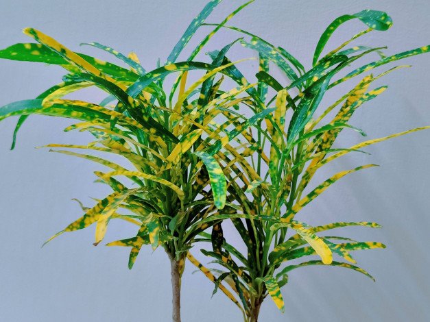 Baby croton