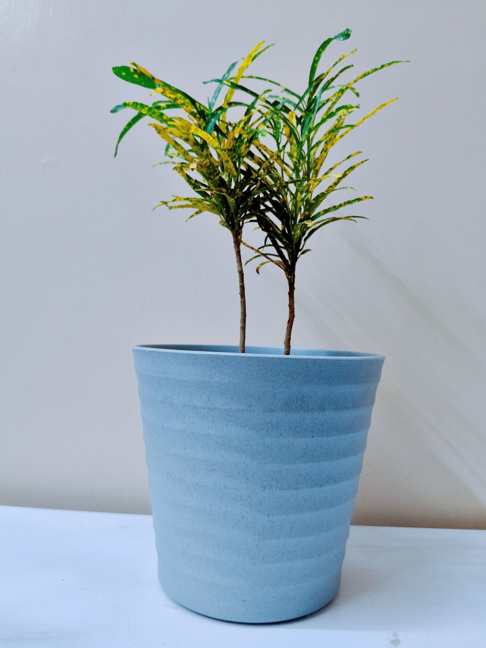 Baby croton