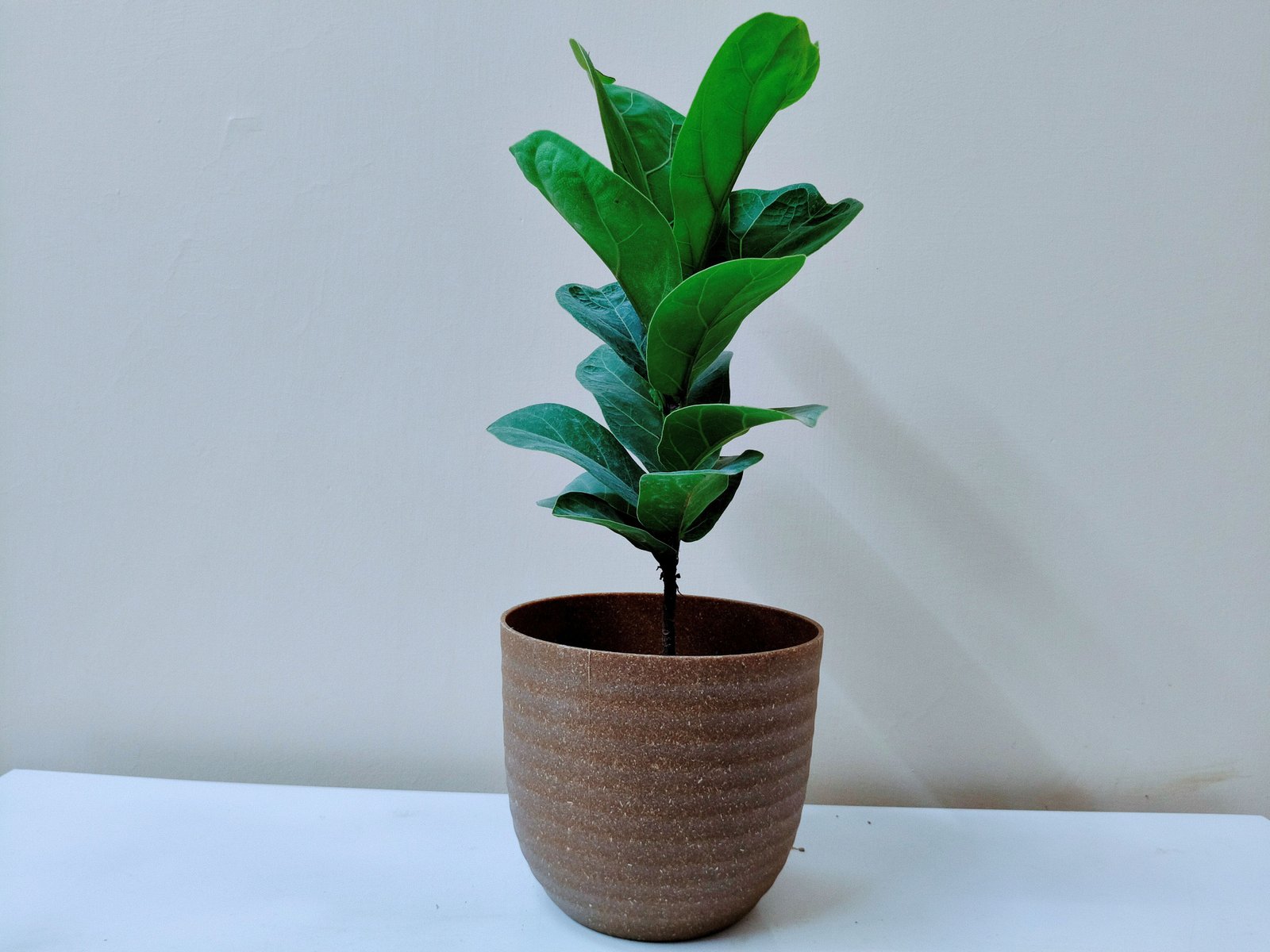 Ficus lyrata